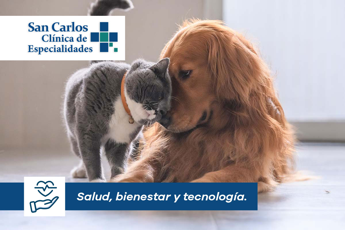 Tips para mantener tu casa limpia con mascotas