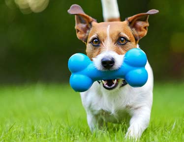 tips para mantener la casa limpia con mascotas
