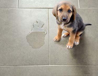 tips para mantener la casa limpia con mascotas